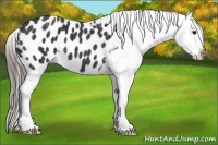 Horse Color:Black Appaloosa  Brindle