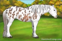 Horse Color:Bay Roan Splash Appaloosa