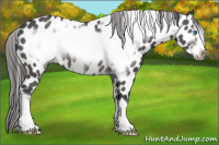 Horse Color:Black Frame Appaloosa 