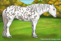 Horse Color:Grullo Appaloosa