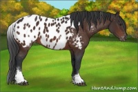 Horse Color:White Spotted Brown Tobiano Appaloosa Rabicano
