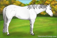 Horse Color:Blue Roan Appaloosa Rabicano 