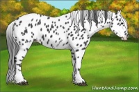 Horse Color:White Spotted Black Appaloosa Rabicano