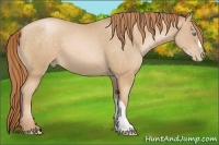 Horse Color:Buckskin Pearl 