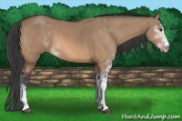 Horse Color:Bay Dun Sabino 