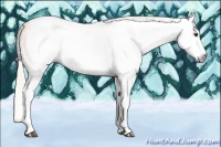 Horse Color:Gray White Spotted Silver Buckskin Roan Splash 
