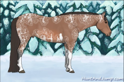 Horse Color: Bay Ice Tobiano 