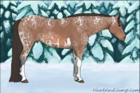 Horse Color:Bay Ice Tobiano 