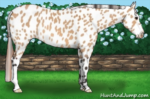 Horse Color:Bay Dun Near Leopard 