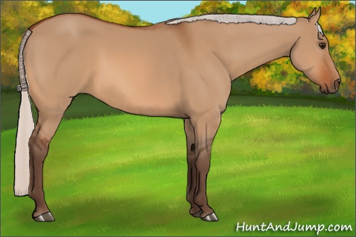 Horse Color:Silver Bay Dun