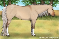 Horse Color:White Spotted Silver Bay Dun Rabicano 