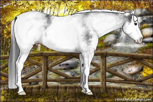 Horse Color:White Spotted Black Splash Rabicano 