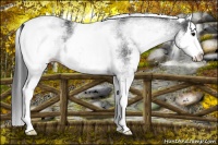 Horse Color:White Spotted Black Splash Rabicano