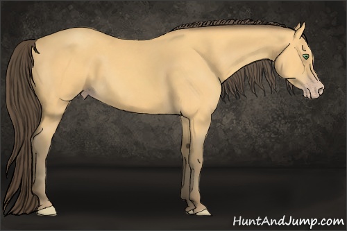Horse Color: Amber Cream Champagne 