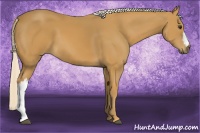 Horse Color:Palomino 