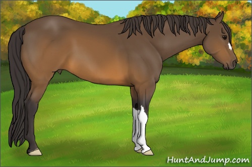 Horse Color: Buckskin 