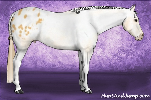 Horse Color: Buckskin Tobiano Varnish 