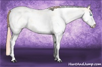 Horse Color:Amber Cream Champagne Pearl Sabino