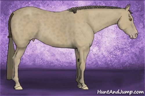 Horse Color: Classic Cream Champagne 
