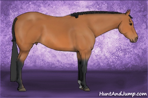 Horse Color: Bay 
