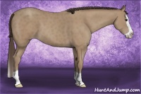 Horse Color:Classic Champagne Splash 