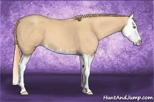 Horse Color: Gold Champagne Splash 