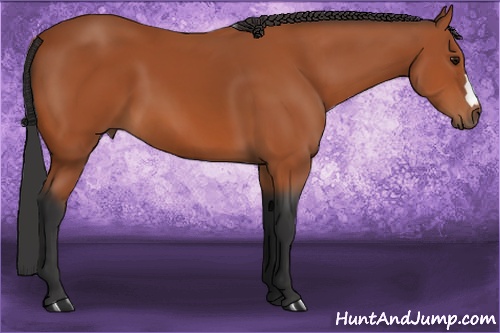 Horse Color: Bay 