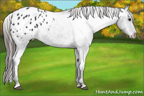 Horse Color: Black Sabino Blanket 