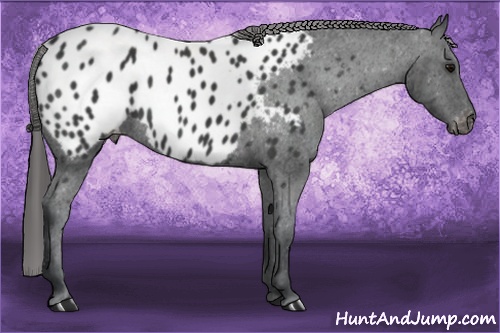 Horse Color: Black Sabino Blanket 
