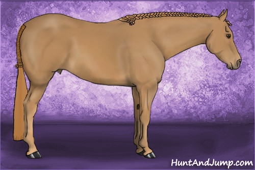 Horse Color: Chestnut 