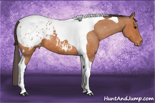 Horse Color: Bay Tobiano Blanket 