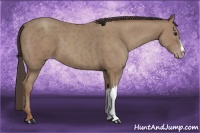 Horse Color:Classic Champagne 