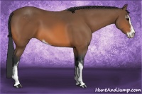 Horse Color:Bay Sabino 