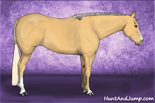 Horse Color: Palomino Sabino 
