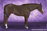 Horse Color:Liver Chestnut Sabino 