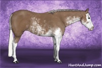 Horse Color:Silver Black Sabino Splash