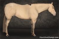 Horse Color:Amber Champagne  Brindle