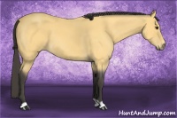 Horse Color:Buckskin Roan