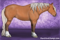 Horse Color:Silver Bay Roan