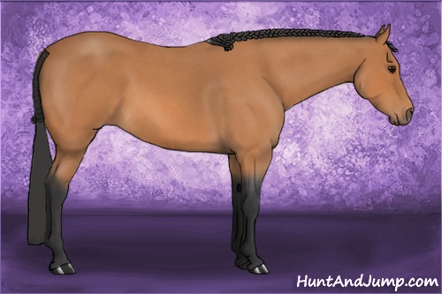 Horse Color: Bay Roan 