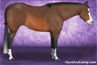 Horse Color:Bay Splash 