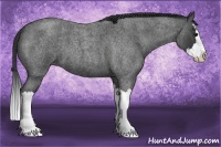 Horse Color:Blue Roan Splash 