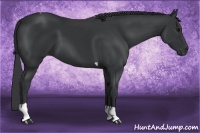 Horse Color:Black Tobiano