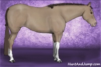 Horse Color:Classic Champagne Roan