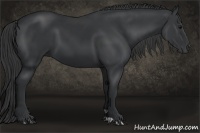 Horse Color:Black 