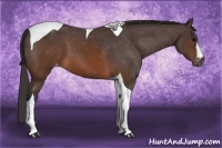 Horse Color:Brown Tobiano Appaloosa