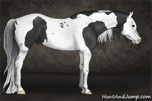 Horse Color: Black Splash Tobiano 