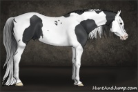 Horse Color:Black Splash Tobiano 