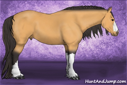 Horse Color: Buckskin 