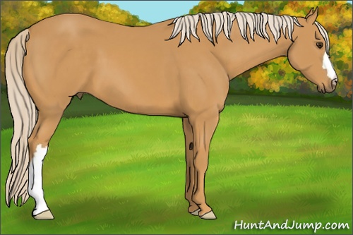 Horse Color: Palomino 